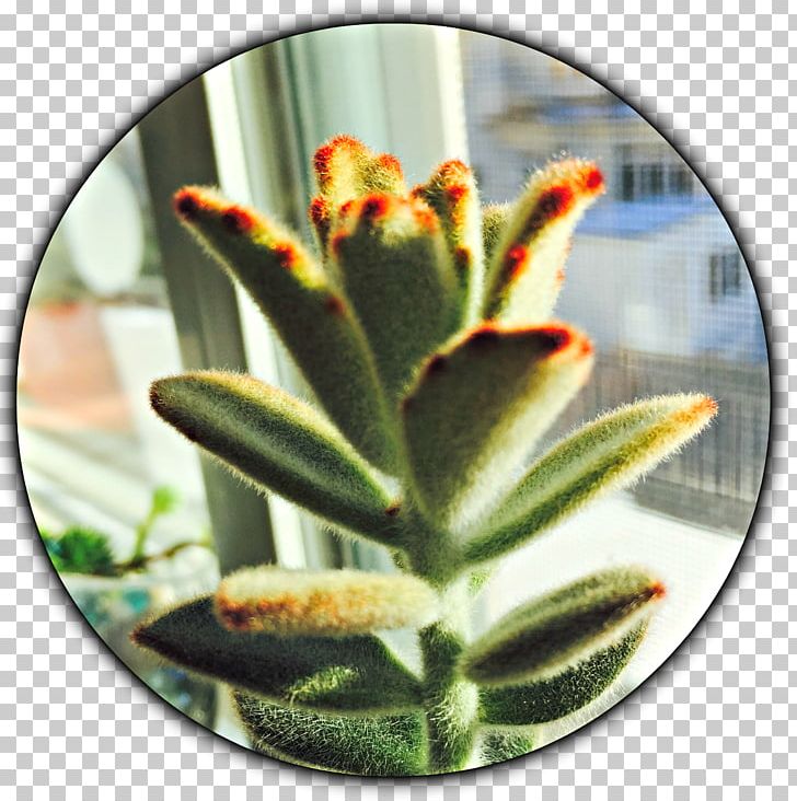 Lighting Cactaceae Succulent Plant Houseplant PNG, Clipart, Cactaceae, Cactus, Echeveria, Flower, Flowering Plant Free PNG Download
