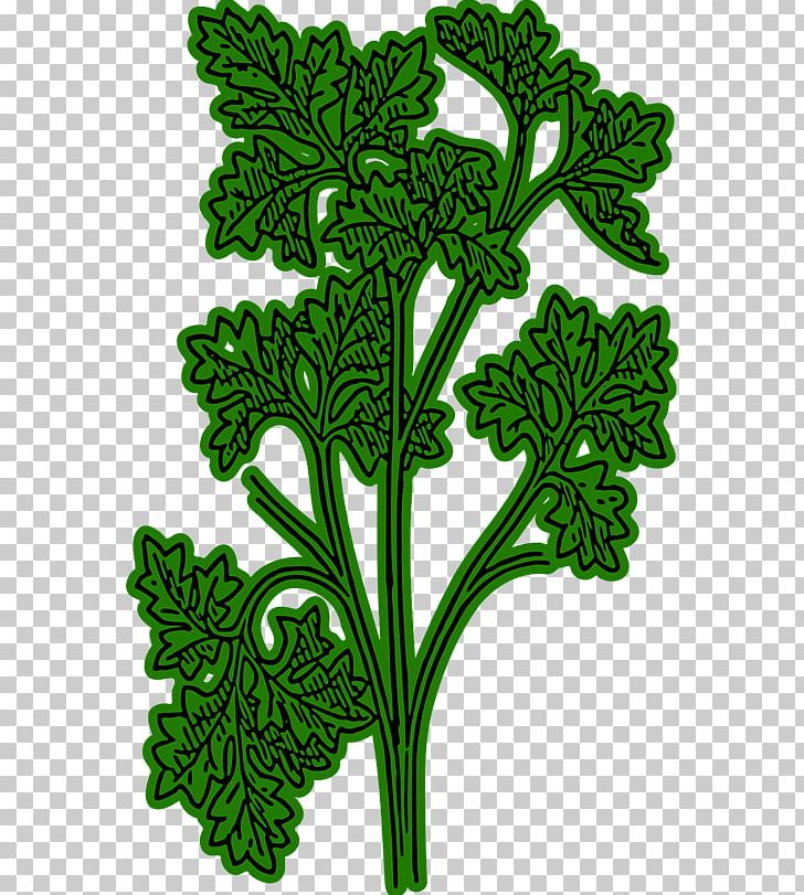 Parsley Root Herb Chervil PNG, Clipart, Chervil, Flora, Flower, Flowering Plant, Free Content Free PNG Download