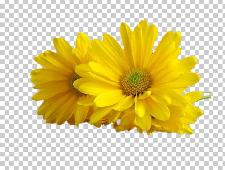 Photography Animation PNG, Clipart, Animation, Annual Plant, Blog, Calendula, Chrysanthemum Coronarium Free PNG Download