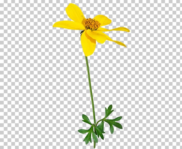 Wildflower Yellow PNG, Clipart, Color, Cut Flowers, Daisy, Flora, Flower Free PNG Download