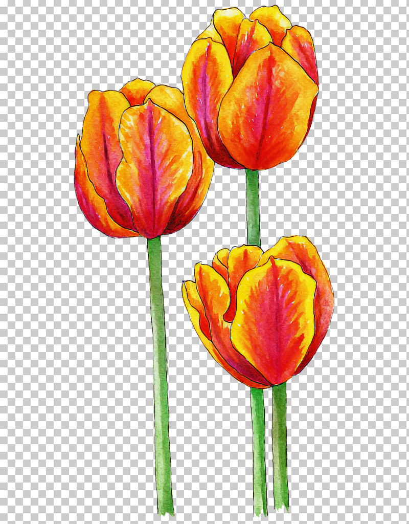 Flower Bouquet PNG, Clipart, Bulb, Calla Lily, Cut Flowers, Daffodil, Flower Free PNG Download