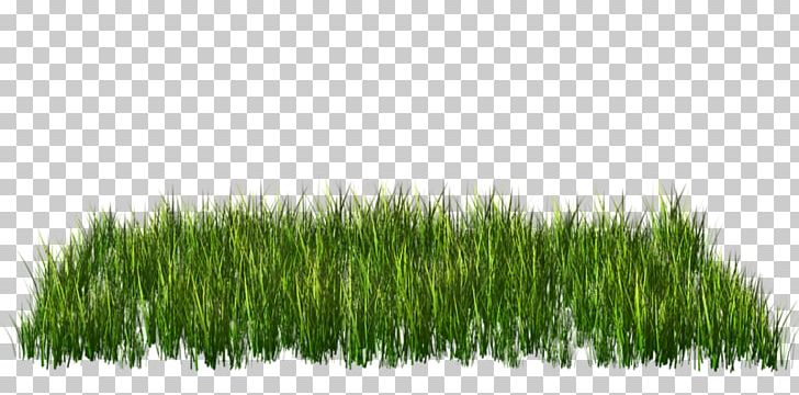 Green Grass PNG, Clipart, Cartoon, Cimen Resimleri, Color, Commodity, Download Free PNG Download