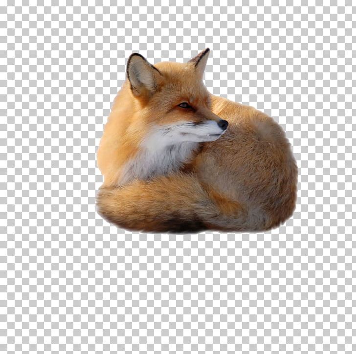Red Fox PNG, Clipart, Animal, Animals, Biological, Canidae, Carnivoran Free PNG Download