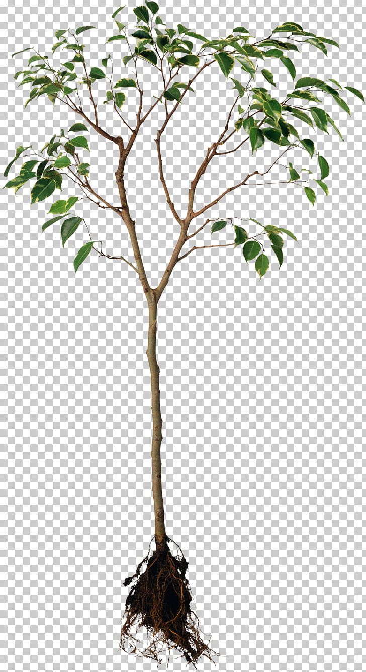 Root Plant Tree Rhizome PNG, Clipart, Bare Root, Branch, Flowering Plant, Flowerpot, Food Drinks Free PNG Download