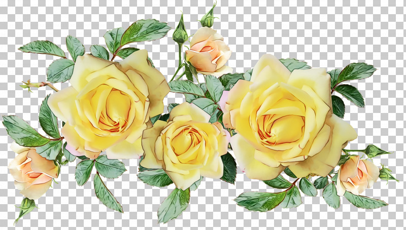 Garden Roses PNG, Clipart, Artificial Flower, Cabbage Rose, Chrysanthemum, Cut Flowers, Floral Design Free PNG Download