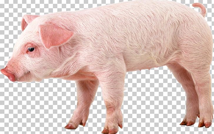 Domestic Pig 1080p High-definition Video PNG, Clipart, Animal, Animals, Common Warthog, Cute Funny Pig, Desktop Wallpaper Free PNG Download