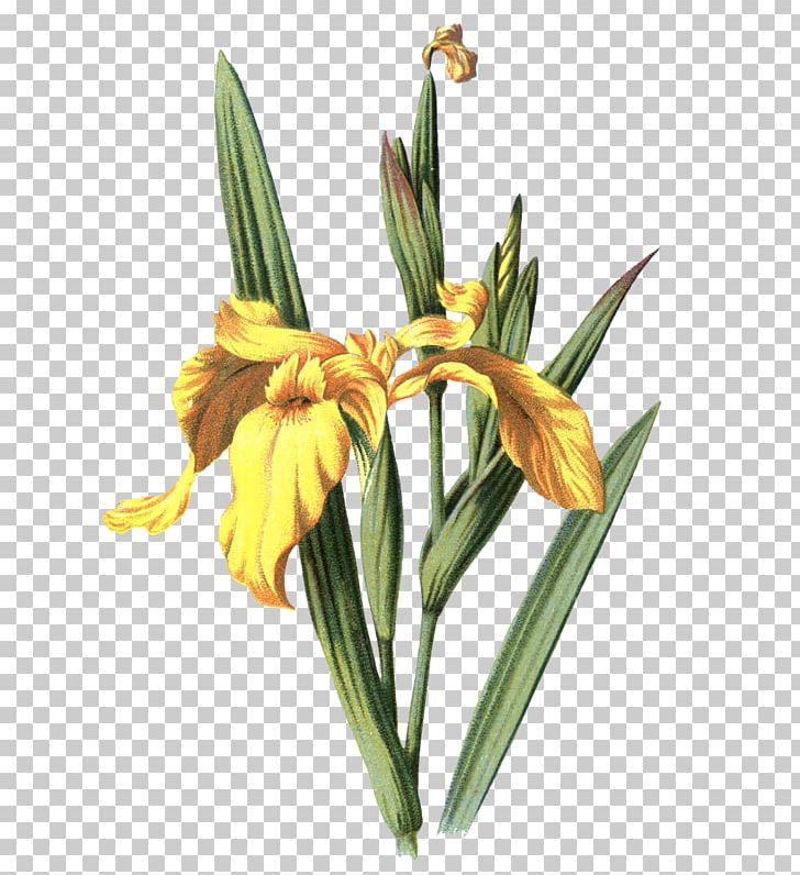 Iris Pseudacorus Drawing Iris Variegata PNG, Clipart, Art, Drawing, Flower, Flowering Plant, Iris Free PNG Download