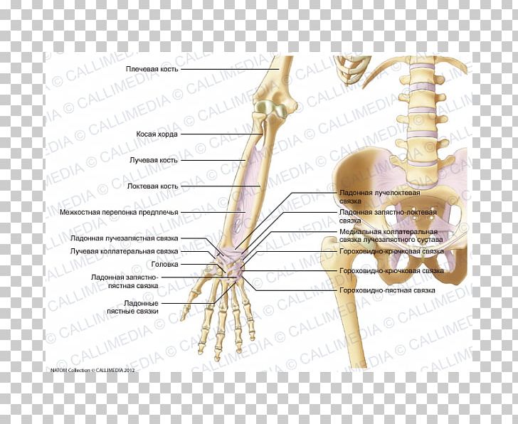 Ligament Forearm Elbow Hand Anatomy PNG, Clipart, Anatomy, Angle, Anterior Ligament Of Elbow, Arm, Blitum Capitatum Free PNG Download