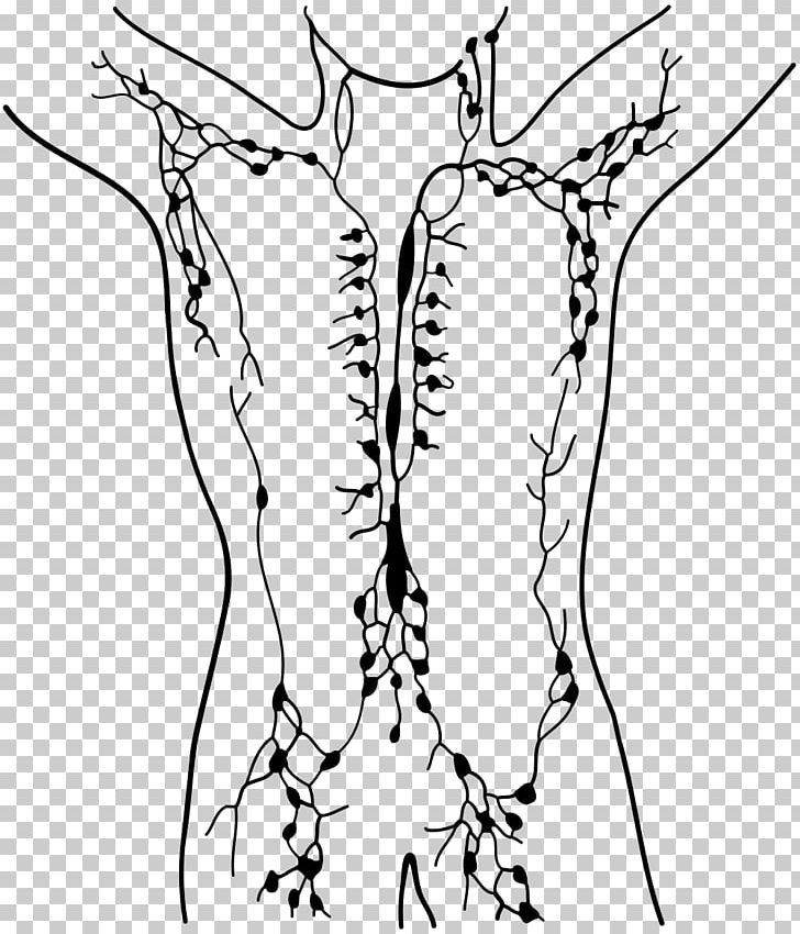 Lymphatic System Manual Lymphatic Drainage Lymphatic Vessel Lymph Node PNG, Clipart, Abdomen, Arm, Black, Branch, Face Free PNG Download