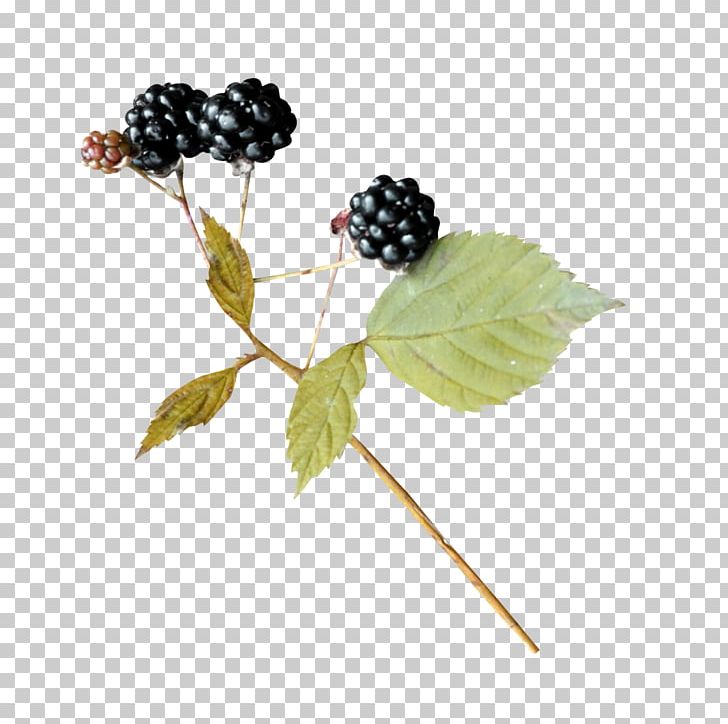 Portable Network Graphics Fruit Mulberry JPEG PNG, Clipart, Autumn, Berries, Berry, Blackberry, Blog Free PNG Download