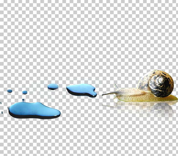 Snail Orthogastropoda Escargot PNG, Clipart, Animal, Animals, Background, Decorative, Decorative Background Free PNG Download