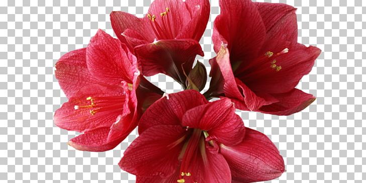 Amaryllis Garden Roses Flower Bonsai PNG, Clipart, Amaryllis, Amaryllis Family, Easter Lily, Flower, Flower Garden Free PNG Download