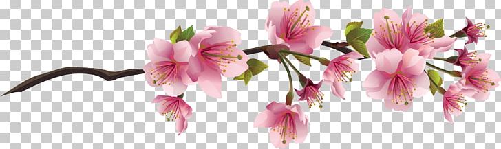 Cherry Blossom Branch PNG, Clipart, Alstroemeriaceae, Blossom, Branch, Cherry, Cherry Blossom Free PNG Download