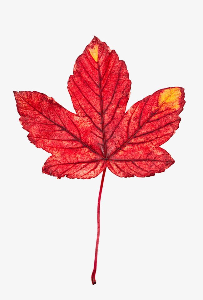 Red Maple Leaves PNG, Clipart, Autumn, Feature, Leaf, Leaves, Leaves Clipart Free PNG Download