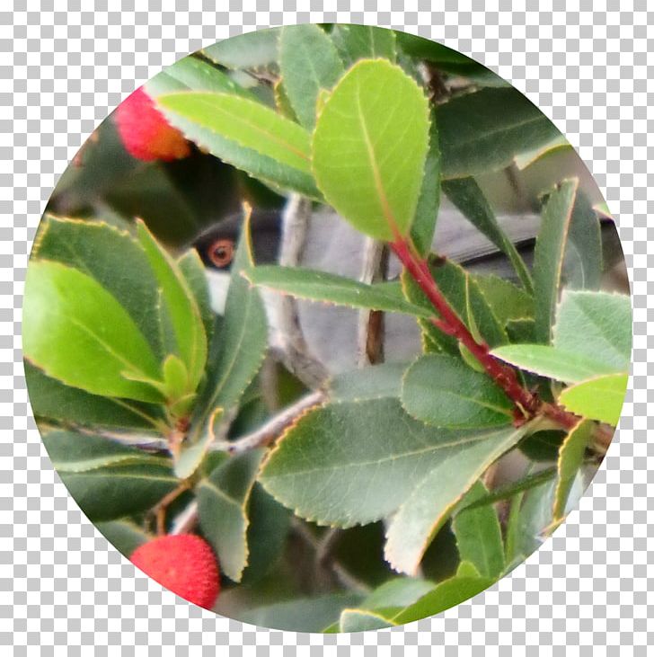 Strawberry Tree Arctostaphylos Madroñera Motacillidae PNG, Clipart, Aquifoliaceae, Aquifoliales, Arbutus, Arctostaphylos, Arctostaphylos Uva Ursi Free PNG Download