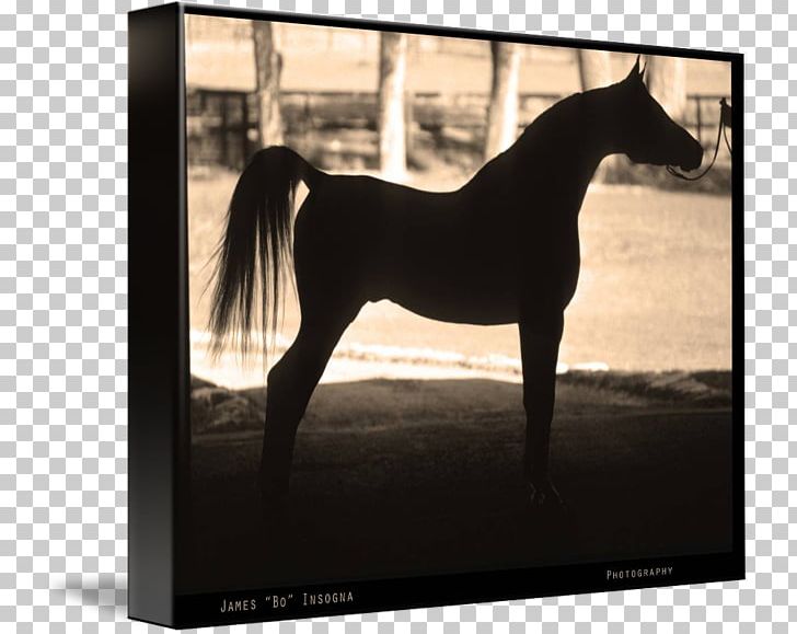 Arabian Horse Mustang Stallion Mare Photography PNG, Clipart, Animal, Arabian Horse, Art, Black And White, Halter Free PNG Download