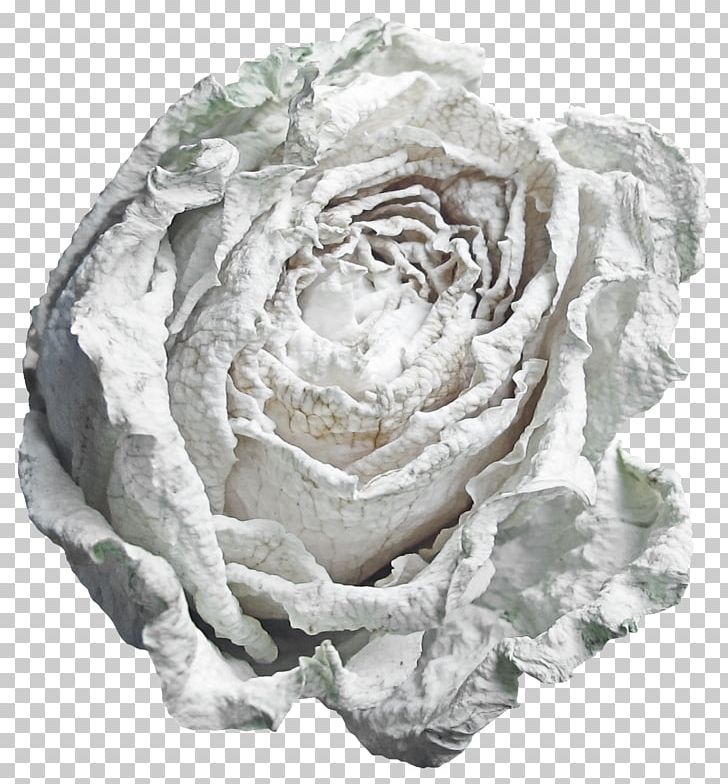 Beach Rose Flower White Garden Roses PNG, Clipart, Artificial, Artificial Flower, Background White, Beach Rose, Black White Free PNG Download