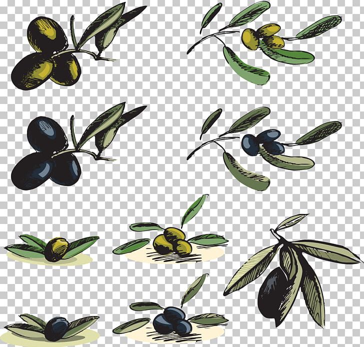 Kritsa Olive Oil PNG, Clipart, Branch, Chinese Olive Tree, Computer Icons, Download, Drawing Free PNG Download