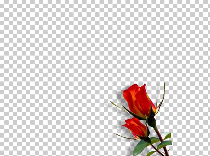 Flower Desktop Floral Design PNG, Clipart, Bud, Computer Wallpaper, Cut Flowers, Desktop Wallpaper, Flora Free PNG Download