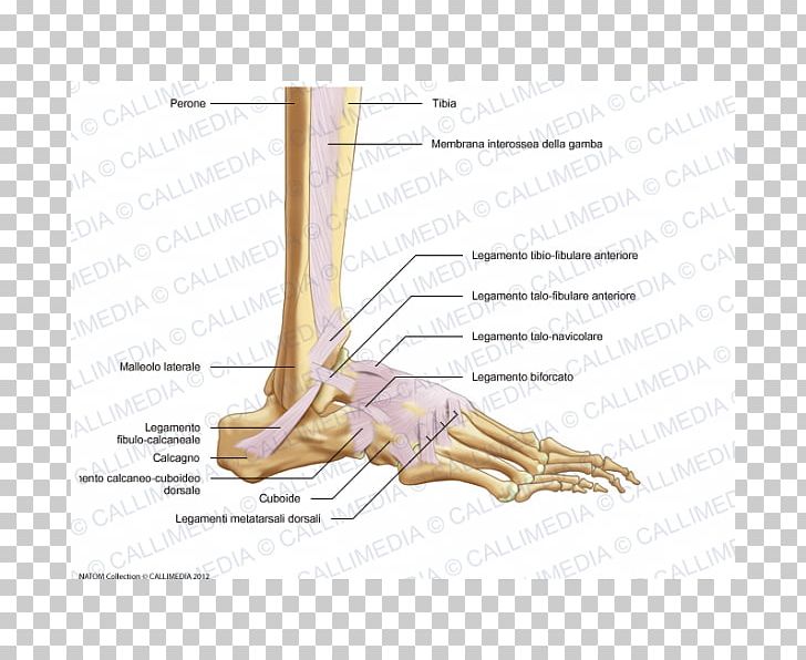 Foot Anterior Talofibular Ligament Lateral Cuneiform Bone Anterior Talofibular Ligament PNG, Clipart, Anatomy, Angle, Ankle, Anterior Talofibular Ligament, Arm Free PNG Download