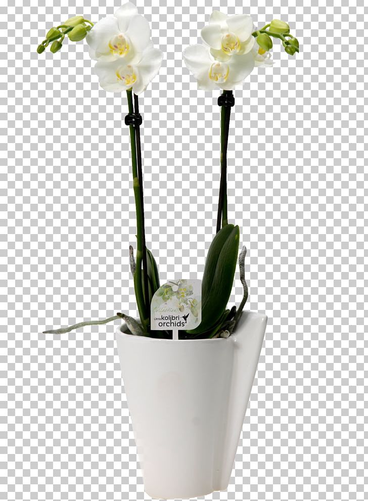Moth Orchids Cut Flowers Tulip PNG, Clipart, Artificial Flower, Cut Flowers, Floral Design, Floristry, Flower Free PNG Download