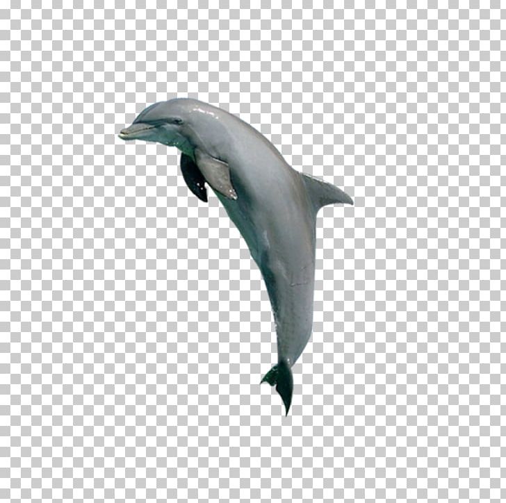 Tucuxi Common Bottlenose Dolphin Porpoise Killer Whale PNG, Clipart, Animal, Animals Vector, Animation, Anime Character, Anime Eyes Free PNG Download