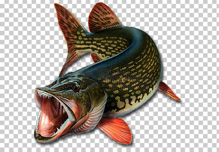 Northern Pike Recreational Fishing Angling PNG, Clipart, Angling, Bony Fish, Bottom Fishing, Counter, Fish Free PNG Download
