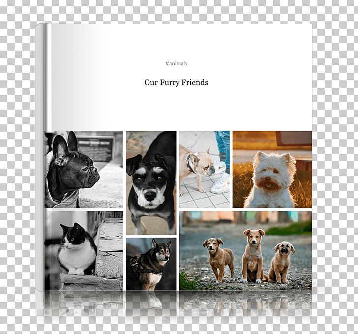 Kitten Photo-book Travel Hardcover Book Cover PNG, Clipart, Adventure, Advertising, Animals, Book, Brand Free PNG Download
