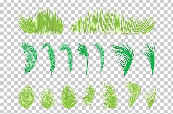 Leaf Arecaceae Palm Branch Tree PNG, Clipart, Arecales, Autumn Leaves, Banana Leaves, Chamaedorea Cataractarum, Drawing Free PNG Download