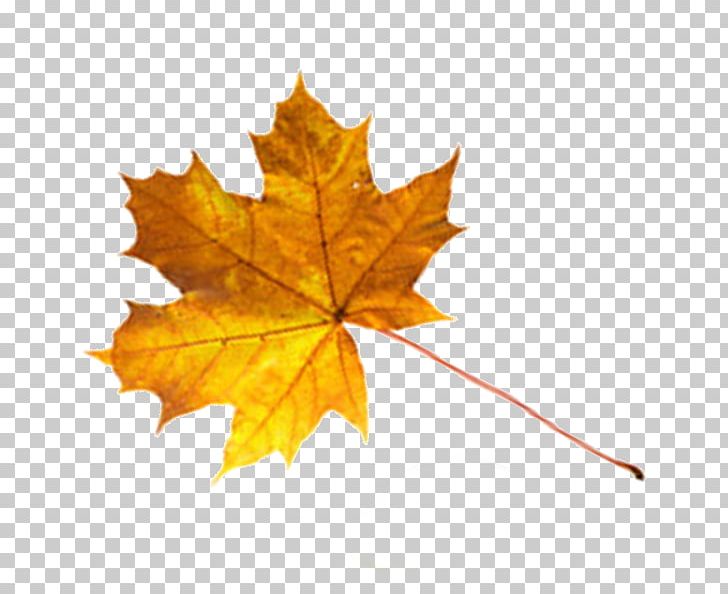Maple Leaf Drawer PNG, Clipart, Blog, Drawer, Family, Leaf, Maple Free PNG Download