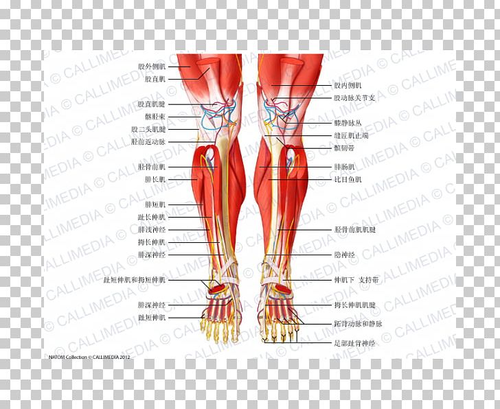 Muscle Anatomy Crus Muscular System Knee PNG, Clipart, Anatomy, Arm, Blood Vessel, Crus, Fibularis Muscles Free PNG Download