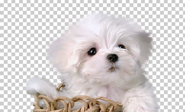 Puppy Maltese Dog Labrador Retriever Pomeranian German Shepherd PNG, Clipart, Animal, Animals, Carnivoran, Companion Dog, Cuteness Free PNG Download