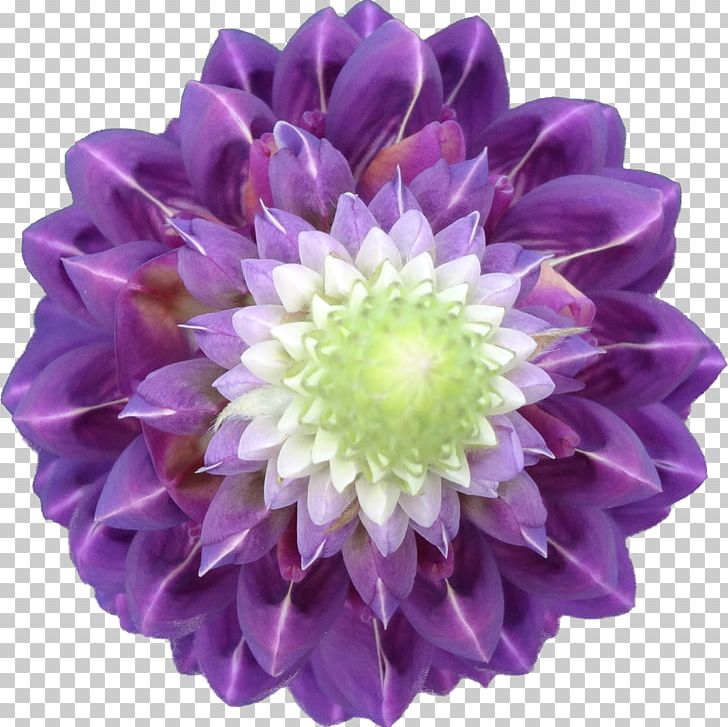 TT PNG, Clipart, Annual Plant, Chrysanthemum, Chrysanths, Cut Flowers, Dahlia Free PNG Download