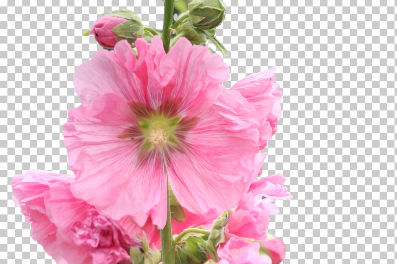 Annual Plant Cut Flowers Herbaceous Plant Hollyhock Plants PNG, Clipart, Annual Plant, Biology, Childrens Film, Cut Flowers, Family Free PNG Download