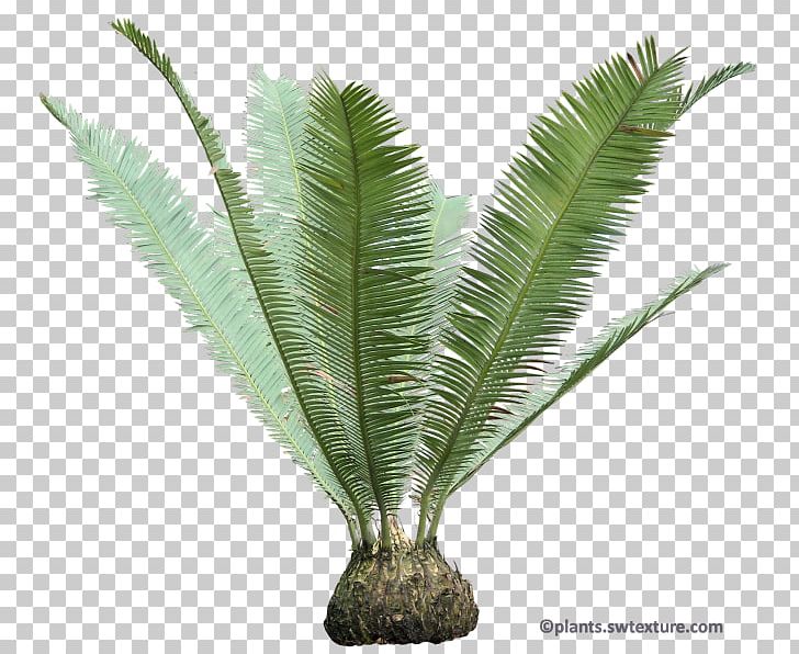 Babassu Sago Palm Dioon Edule Cycad Arecaceae PNG, Clipart, Arecaceae, Arecales, Attalea Speciosa, Coconut, Crown Free PNG Download