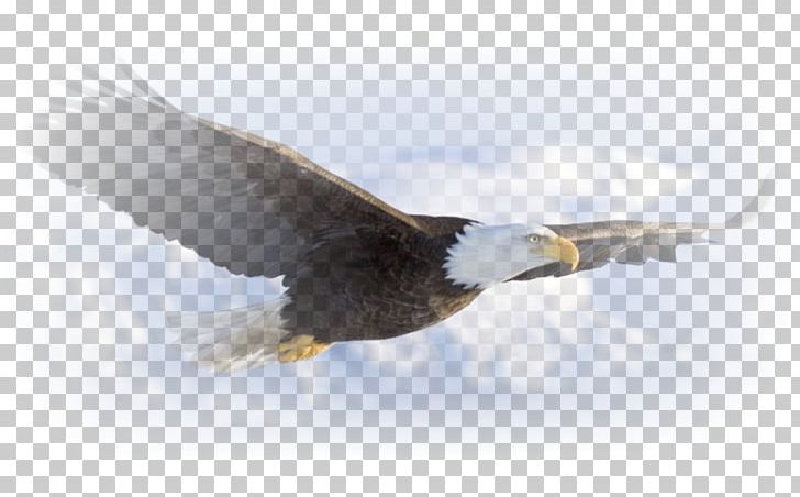 Bald Eagle Desktop Bird Golden Eagle PNG, Clipart, Accipitriformes, Bald Eagle, Beak, Bird, Bird Flight Free PNG Download