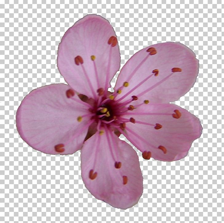 Cherry Blossom Drawing PNG, Clipart, Blossom, Blossom Flower Cliparts, Cherry, Cherry Blossom, Drawing Free PNG Download
