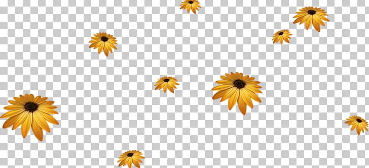 Common Sunflower Yellow PNG, Clipart, Computer Wallpaper, Daisy, Daisy Family, Drawing, Euclidean Vector Free PNG Download