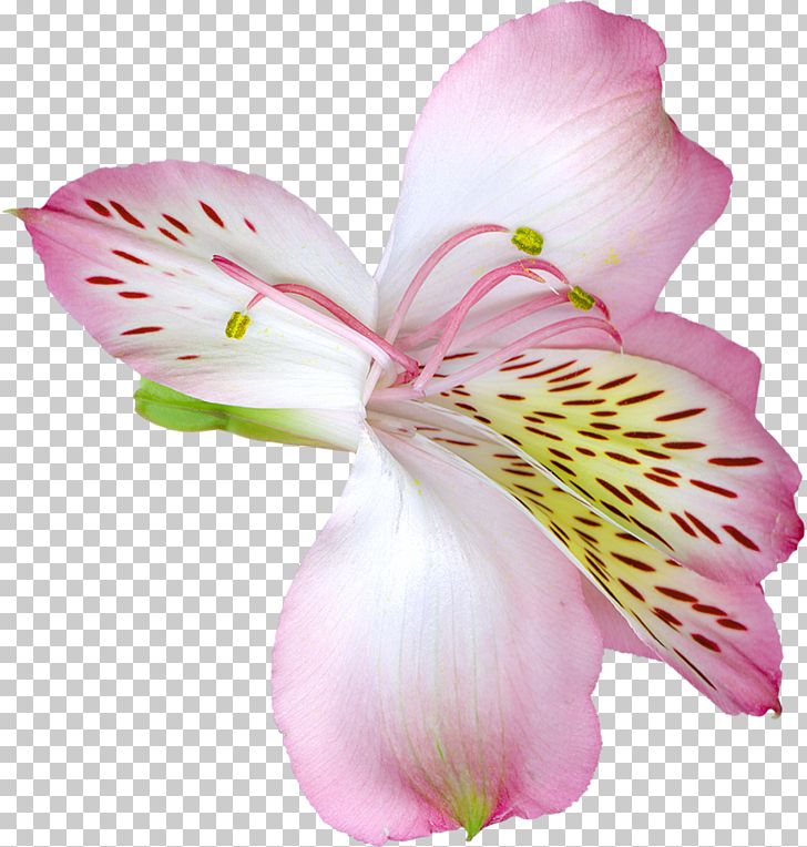 Lilium Flower PNG, Clipart, Alstroemeriaceae, Arumlily, Blossom, Clipart, Clip Art Free PNG Download