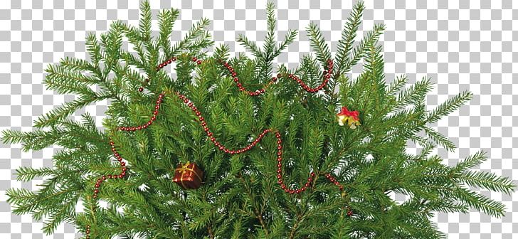New Year Tree Christmas Ornament PNG, Clipart, Biome, Branch, Christmas, Christmas Decoration, Christmas Ornament Free PNG Download