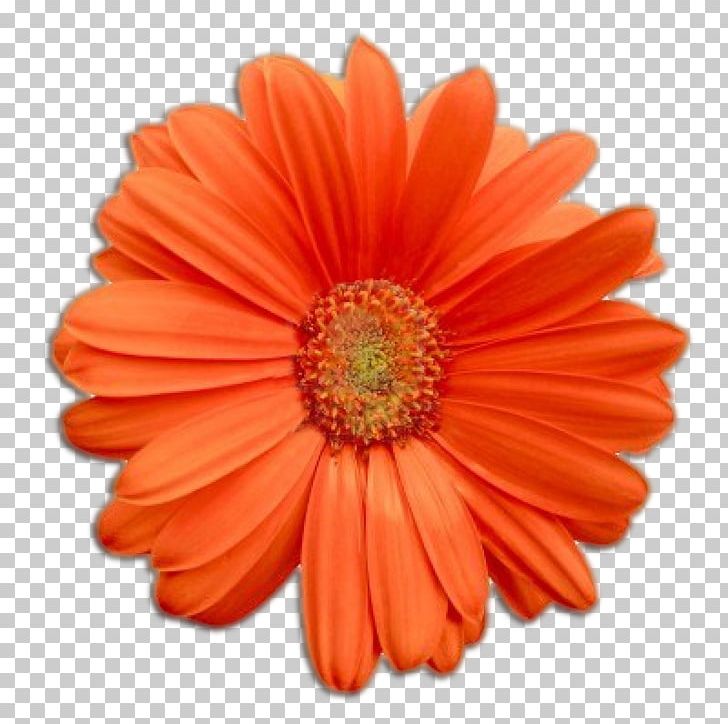 Flower Transvaal Daisy PNG, Clipart, Clip Art, Cliparts Real Flowers, Computer Icons, Cut Flowers, Daisy Free PNG Download