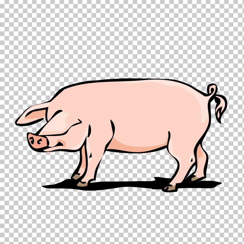 Suidae Boar Cartoon Livestock Snout PNG, Clipart, Boar, Cartoon, Livestock, Snout, Suidae Free PNG Download