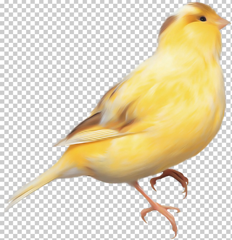 Bird Atlantic Canary Canary Beak Finch PNG, Clipart, Atlantic Canary, Beak, Bird, Canary, Emberizidae Free PNG Download