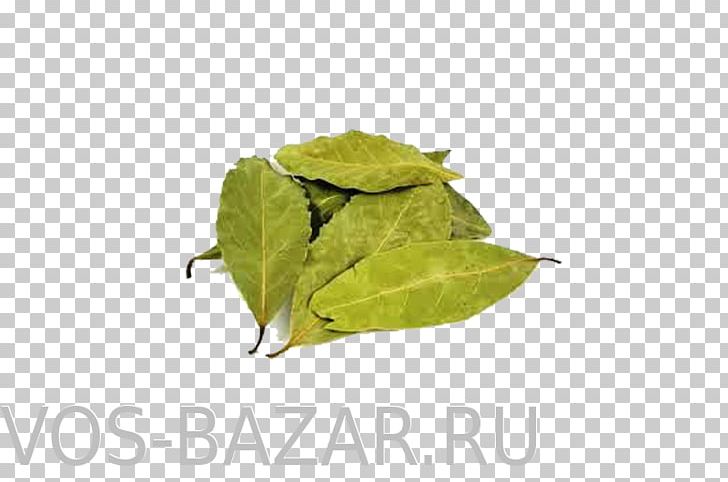 Bay Laurel Bay Leaf Spice Artikel Condiment PNG, Clipart, Artikel, Bay Laurel, Bay Leaf, Condiment, Health Free PNG Download