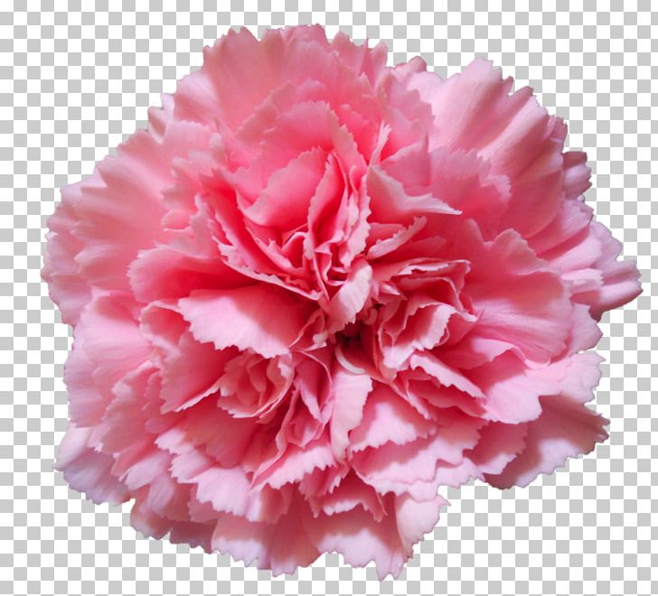 Carnation Flower Pink Stock Photography PNG, Clipart, Carnation, Cut Flowers, Depositphotos, Dianthus, Flower Free PNG Download