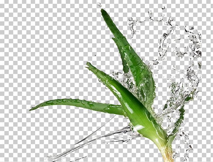 Aloe Vera Enhanced Water Succulent Plant Extract PNG, Clipart, Aloe, Aloe Vera, Color, Concentrate, Drink Free PNG Download
