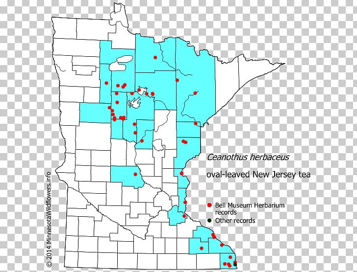 Minnesota Ceanothus Herbaceus Ceanothus Americanus Tea Map PNG, Clipart, Angle, Area, California Lilacs, Diagram, Flower Free PNG Download