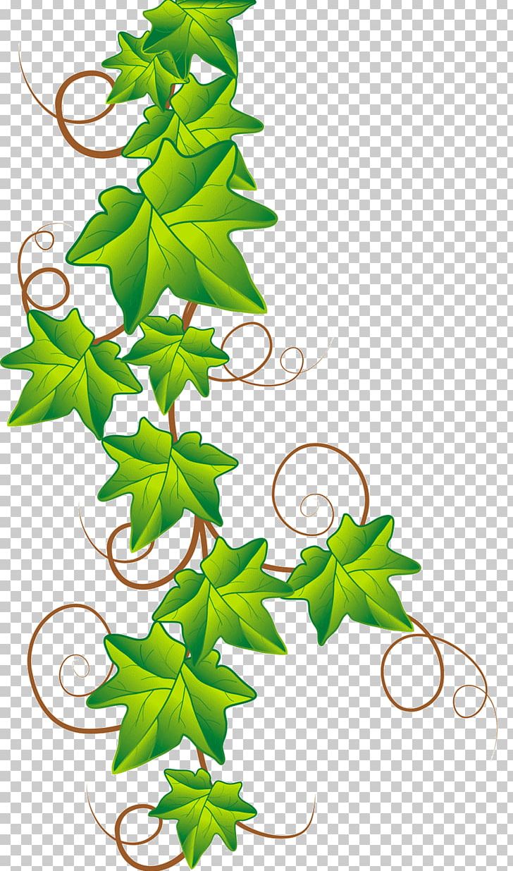 Drawing Ivy PNG, Clipart, Accessoires, Branch, Drawing, Flora, Flower Free PNG Download