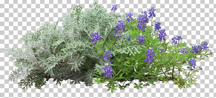 Flower Garden PNG, Clipart, Branch, Cdr, Cut Flowers, English Lavender, Flora Free PNG Download