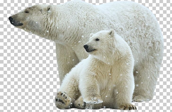 Polar Bear PNG, Clipart, Animals, Arctic, Bear, Brown Bear, Carnivoran Free PNG Download